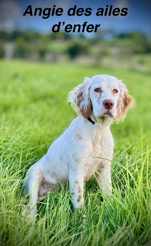 Angie Des Ailes D'Enfer