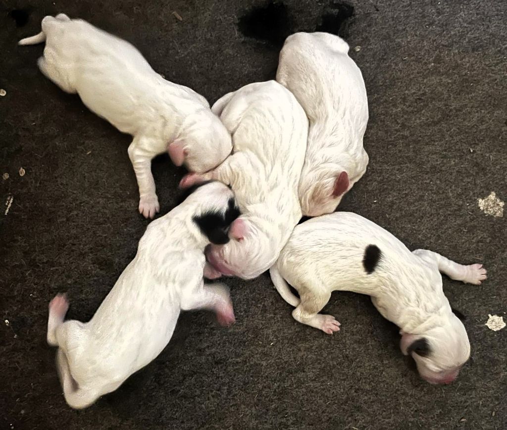 NAISSANCE CHIOTS